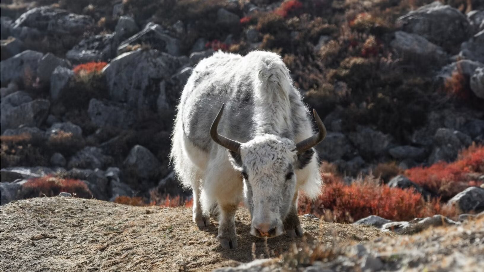 Langtang 